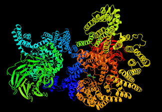 On a black background, colorful squiggles respresenting Mechanistic target of rapamycin, a protein which regulates cell growth, cell proliferation, cell motility, cell survival, protein synthesis, autophagy, and transcription.