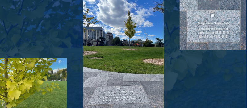 On a U of T background, three images of a memorial gingko tree and the accompanying paver on King's College Circle for Andre Gombay and Joseph Boyle