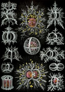Ernst Haeckel, Kunstformen der Natur (1904), plate 71: Stephoidea