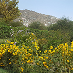 Image of a landscape with a hill town in the background and lush greenery and yellow flowers in the foreground (Kabul, Afghanistan).