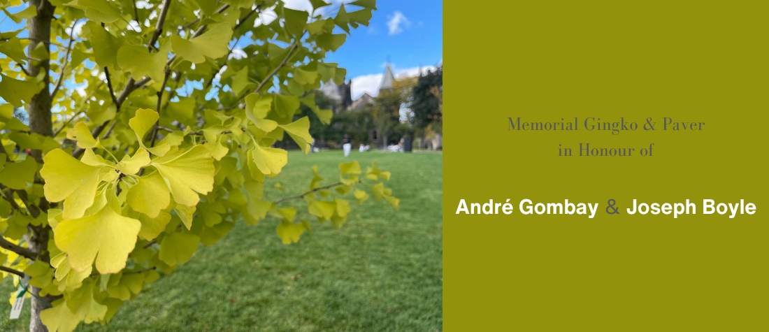 Closeup of a gingko tree against the backdrop of King's College Circle and University College, beside a green background with the words "Memorial gingko & paver in honour of Andre Gombay & Joseph Boyle"