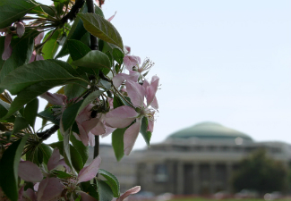 Closeup of flowers in front of Convocation Hall