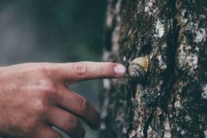 Close up of a finger touching a snail on a tree trunk. 