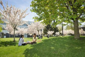 Two students sit on grass in a cherry orchard on UTSC campus.